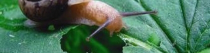 杀蜗牛的特效药：杀蜗牛的特效药有哪些