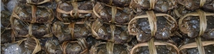 太湖蟹多少钱一斤：太湖大闸蟹即将上市！价格多少钱一斤