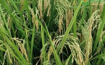 水稻亩产：一亩地能产多少斤水稻