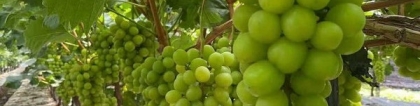 最贵的葡萄：最贵八种葡萄