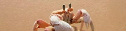 螃蟹为什么横着走：科普：螃蟹为什么横着走