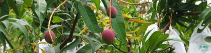 芒果之乡：芒果产地哪里的最出名