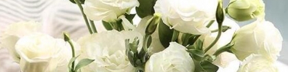 白色洋桔梗花语：白色洋桔梗花的花语是什么