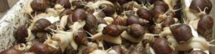 蜗牛属于昆虫吗：蜗牛是昆虫吗