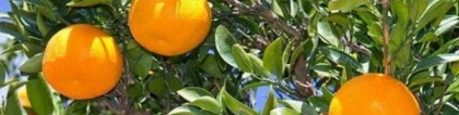 桔子的种类有哪些：柑橘新品种有哪些