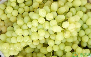 新疆白葡萄：新疆葡萄有没有白色品种的