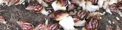 蜗牛寿命：蜗牛的特点和生活特征