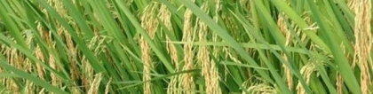 直播稻：直播稻高产水稻前十名的品种