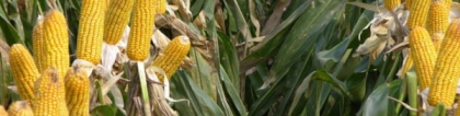 玉米生长过程：玉米的生长过程