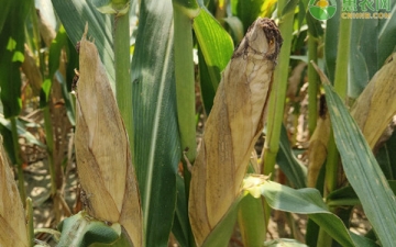 隆平208：亩产4000斤的玉米品种