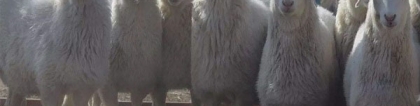 小尾寒羊网：小尾寒羊和大尾寒羊，哪一种羊养殖效益更高
