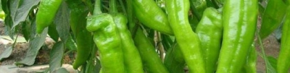 辣椒的产地：辣椒的10大产区