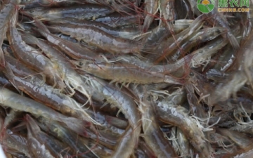 基围虾淡水养殖：基围虾是淡水还是海水养的