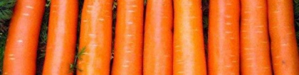 胡萝卜种植时间：胡萝卜最佳种植时间是什么时候