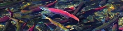 红鲑鱼：鲑鱼品种哪个好