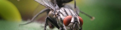 苍蝇的幼虫：苍蝇的幼虫叫什么